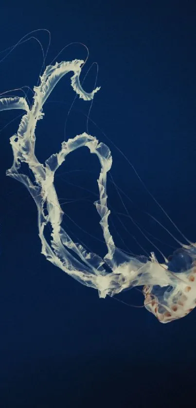 Graceful jellyfish gliding on a deep blue background.