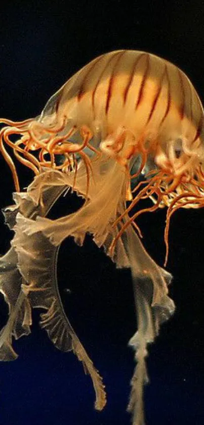 Jellyfish floating gracefully in deep blue ocean.