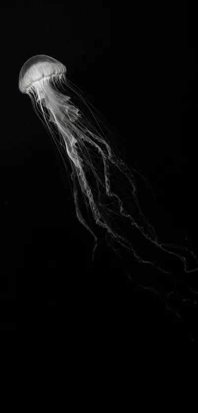 Jellyfish in black and white silhouette on dark background.