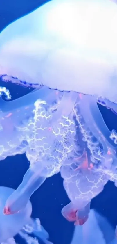 Elegant jellyfish with glowing tentacles in deep blue water