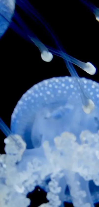 Elegant jellyfish in a dark blue underwater scene.