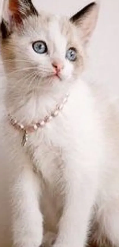 Fluffy white kitten with blue eyes and a small necklace, perfect for wallpaper.