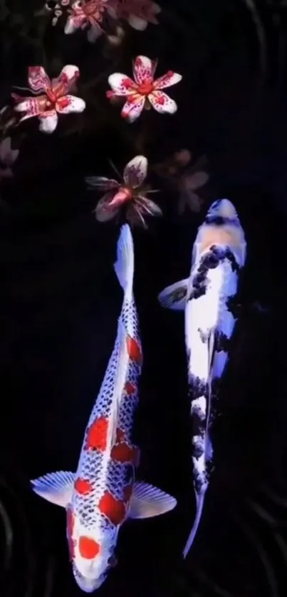 Elegant koi fish swimming with cherry blossoms on a dark background.