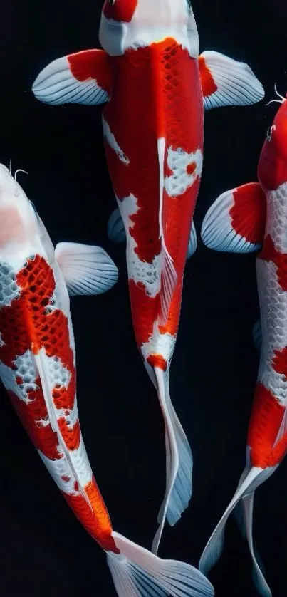 Elegant koi fish swimming gracefully in a dark background.