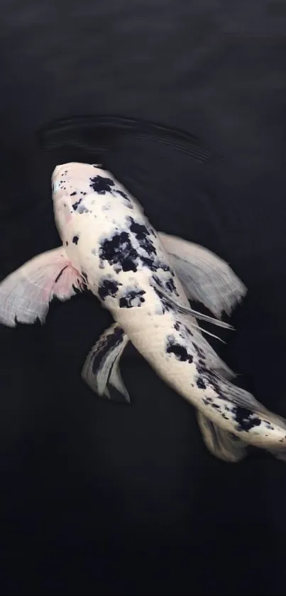 A serene koi fish swims gracefully against a dark background.