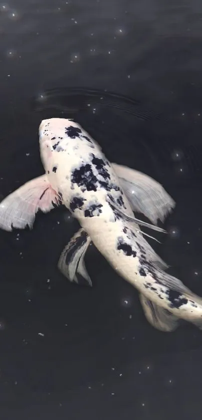 Black and white koi fish swimming in a dark pond.