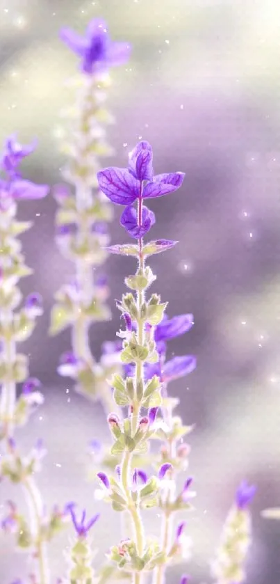 Elegant mobile wallpaper with lavender blossoms.