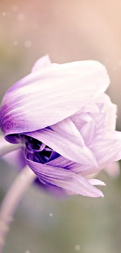 Elegant pastel lavender flower bloom wallpaper.