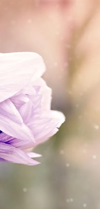 Lavender flower wallpaper with soft petals and a blurred background.