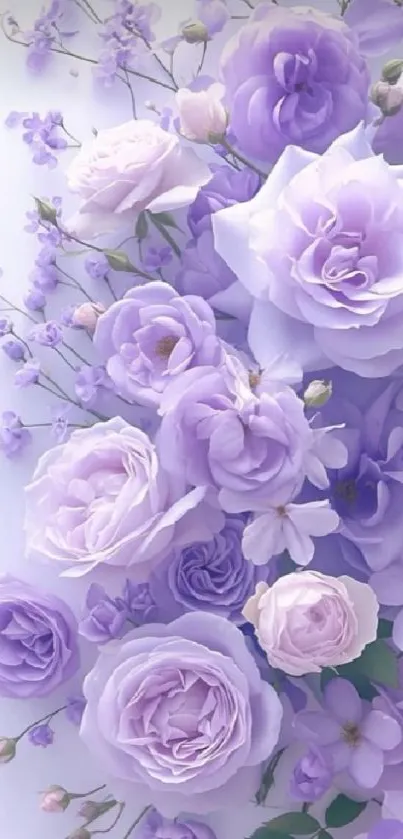 Lavender roses mobile wallpaper featuring delicate floral design.