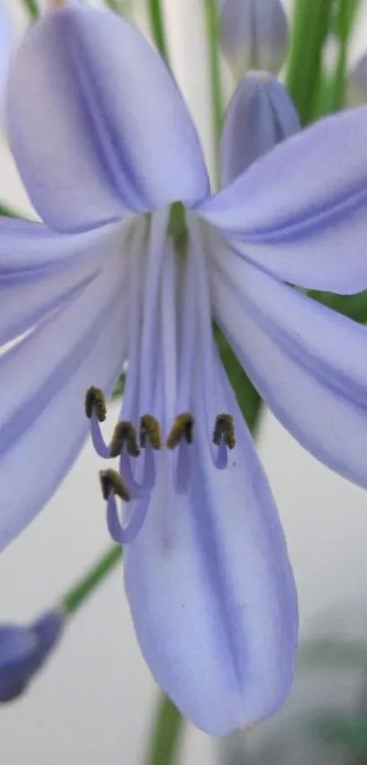 Lavender flower close-up with delicate petals.