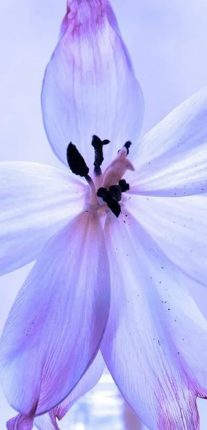 Lavender flower with elegant petals and soft hues on a serene background.