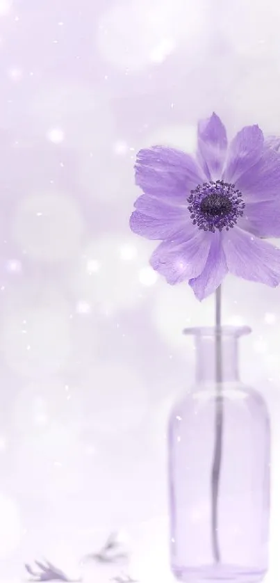 Lavender flower in vase with soft pastel background.