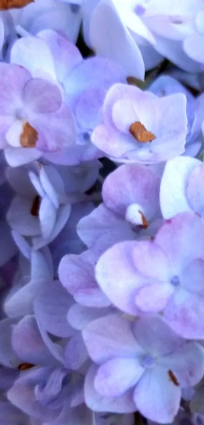 Lavender hydrangea flowers creating a serene wallpaper.