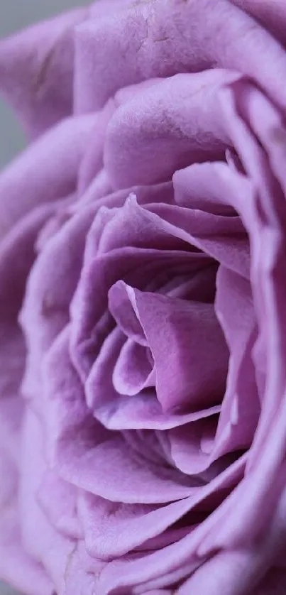 A close-up of a lavender rose with detailed petals and a soft background.