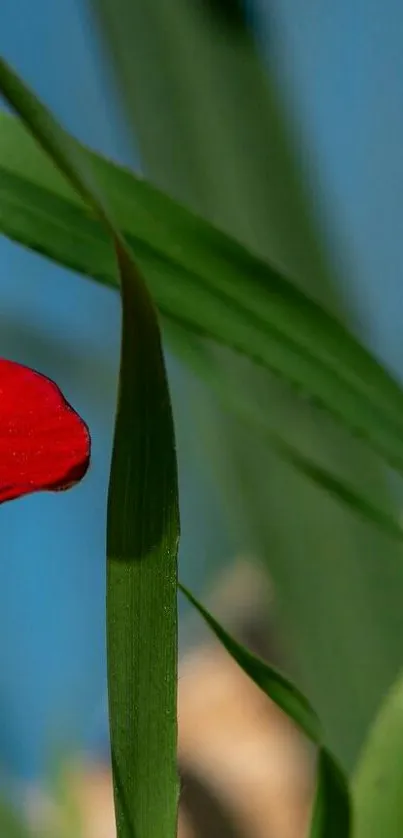 Vibrant red flower and green leaves under a clear blue sky.