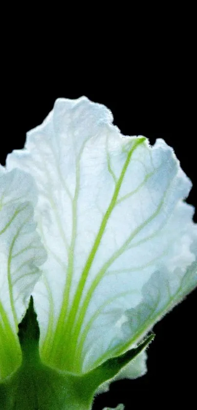 Close-up of a white leaf on a black background, showcasing delicate details.