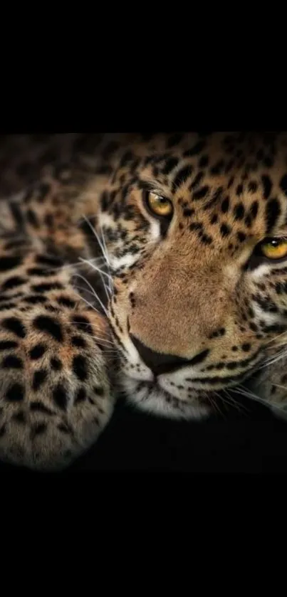 Leopard with sharp gaze in dark setting, showcasing its elegance and power.