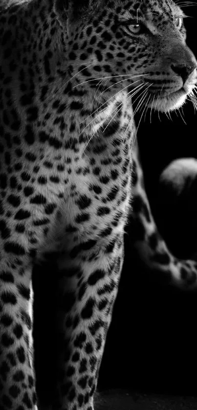 Monochrome leopard portrait for mobile wallpaper.