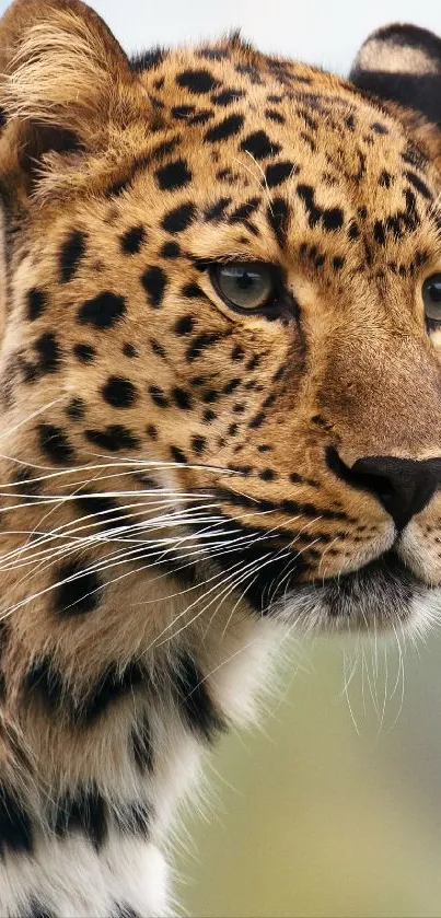 Close-up of a majestic leopard with a soft background.