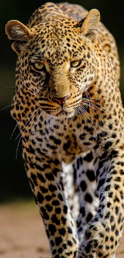 Close-up photograph of a leopard in the wild, showcasing its graceful elegance.