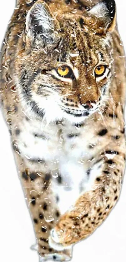 Elegant leopard walking on a white background.