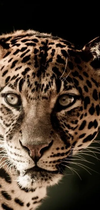 Close-up of a leopard in a dramatic dark background, perfect for phone wallpaper.