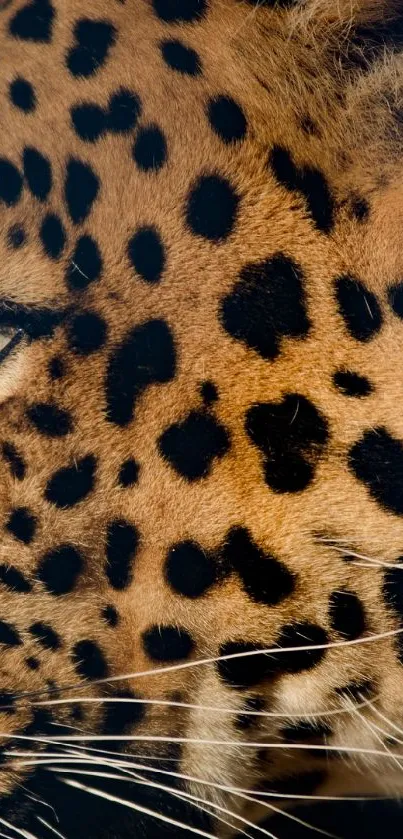 Leopard side view with golden fur and black spots, perfect for mobile wallpaper.