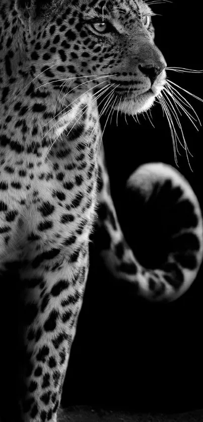 Black and white leopard silhouette on dark background wallpaper.