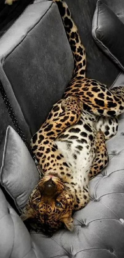 Leopard relaxing on a luxurious gray sofa with cushions.