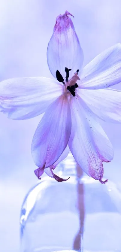 Lilac flower in a vase on a light background.