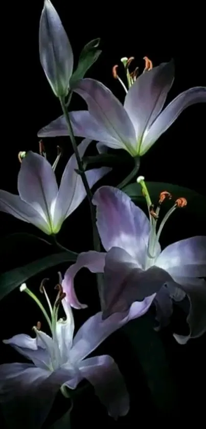 Lilies glow elegantly on a dark background, creating a serene and stylish mobile wallpaper.