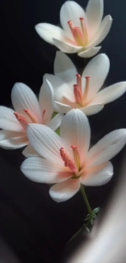 Elegant white lilies on a dark background.