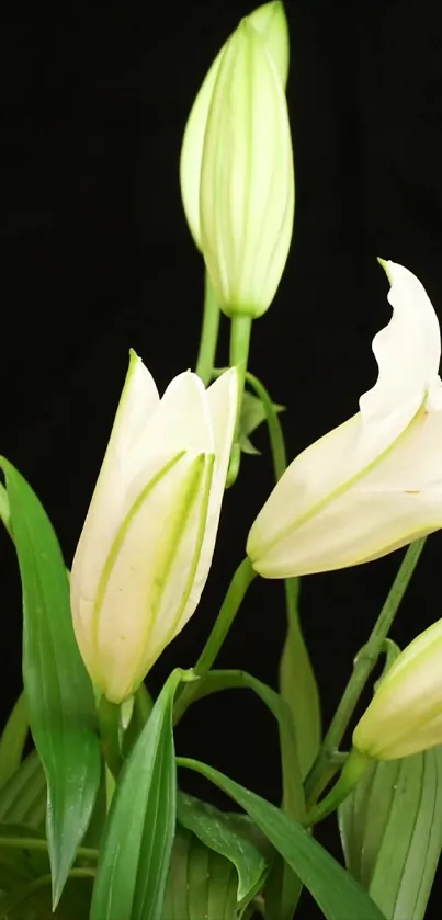 Aesthetic mobile wallpaper featuring white lilies and green leaves on a black background.