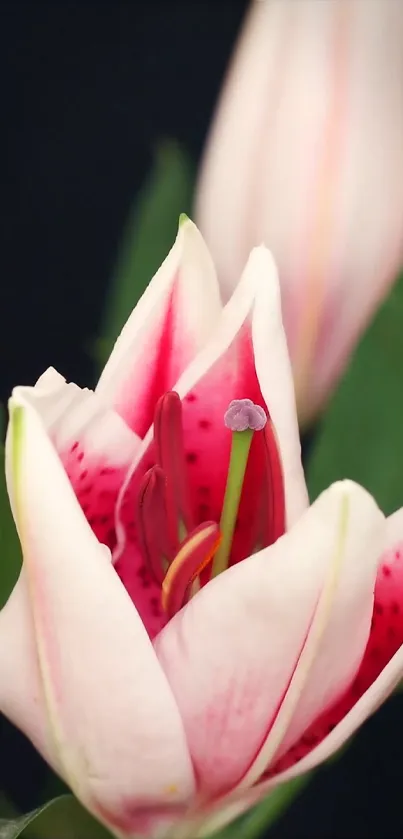 Elegant pink lily flower with green leaves on a dark background wallpaper.