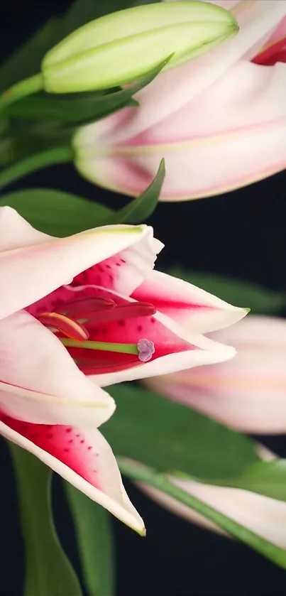 Elegant pink lily flowers on dark background wallpaper.