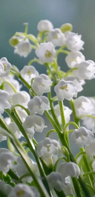 Elegant lily of the valley flowers with green stems.