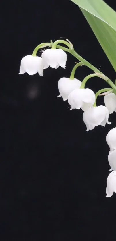 Lily of the Valley on a dark background with white blooms.