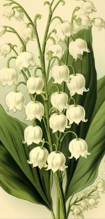 Vintage Lily of the Valley with lush green leaves.