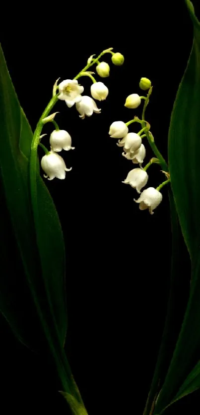 Lily of the Valley with green leaves on dark background.