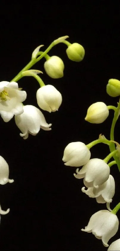 Lily of the Valley flowers against a dark backdrop for wallpaper.