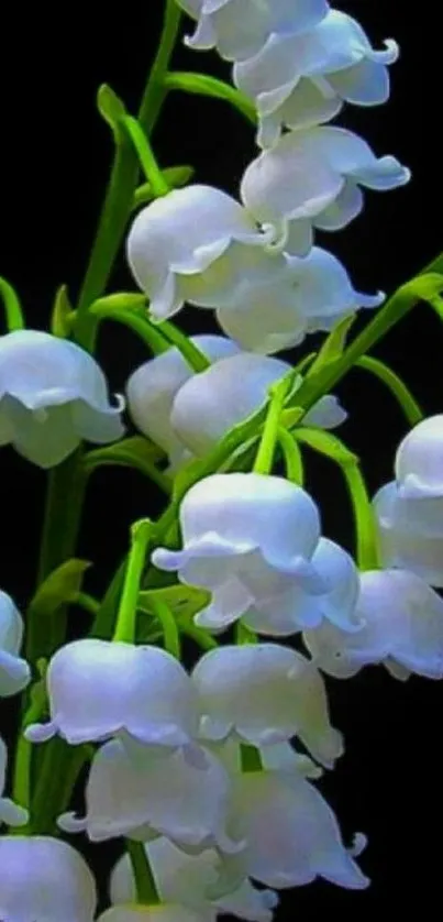 Lily of the Valley flowers on dark background wallpaper.