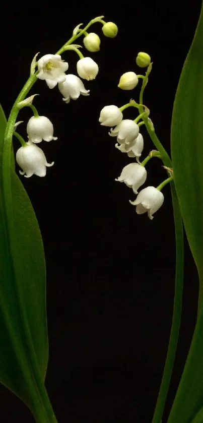 Lily of the Valley with dark green leaves against a black background.