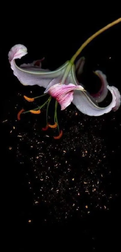 Beautiful lily flower on dark background, mobile wallpaper.