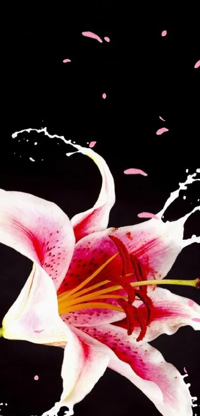 Elegant pink lily with splash on black background.