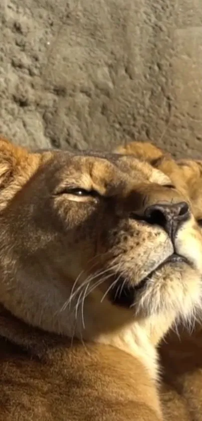 Close-up of a tranquil lioness soaking in sunlight, expressing elegance.