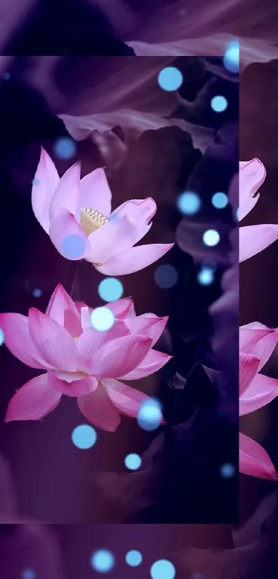 Elegant pink lotus blossoms on a dark, mystical background with soft blue dots.