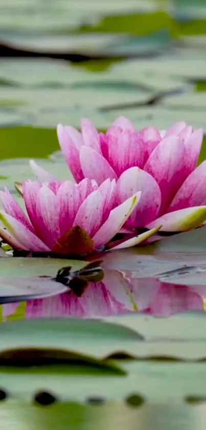 Beautiful pink lotus blossoms floating on serene green waters.