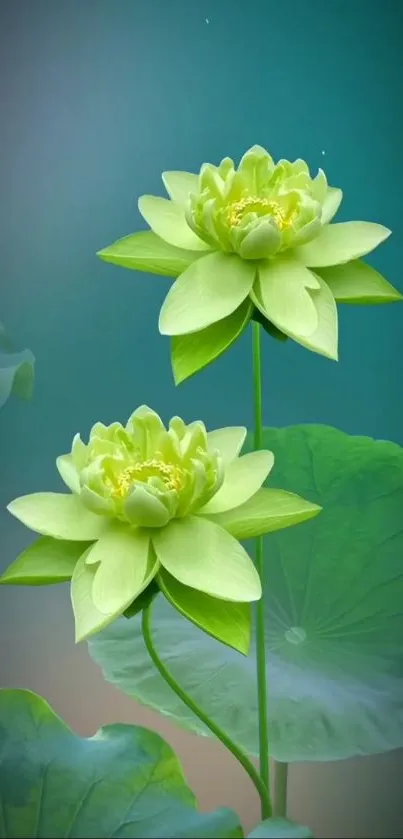 Green lotus flower on a serene background