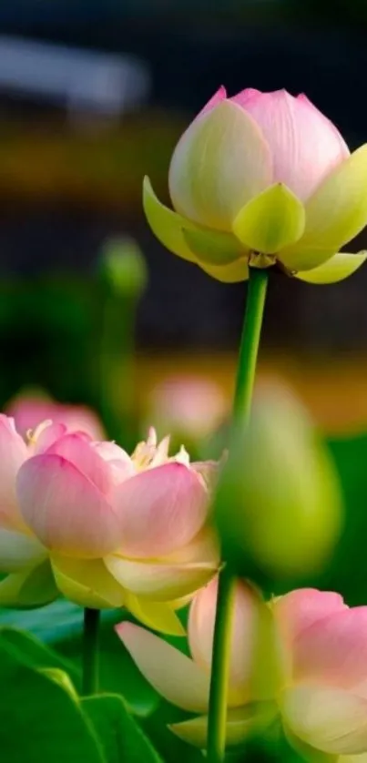 Elegant lotus flowers with pink petals and lush green leaves in a serene setting.